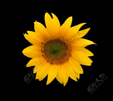 位图植物花朵向日葵写实花卉免费素材