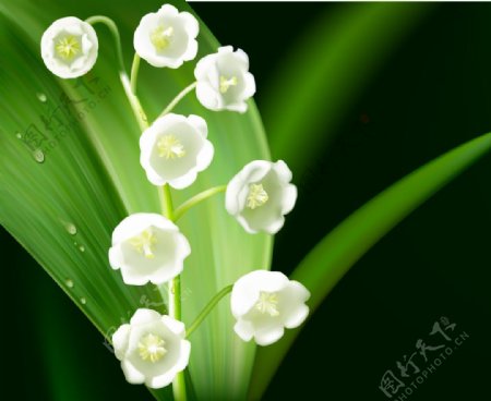 春天植物铃铛花
