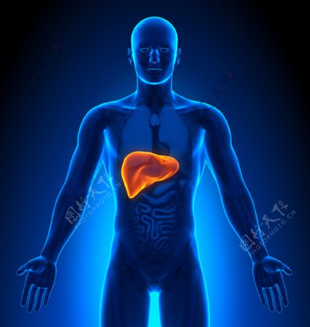 人的肝脏图片