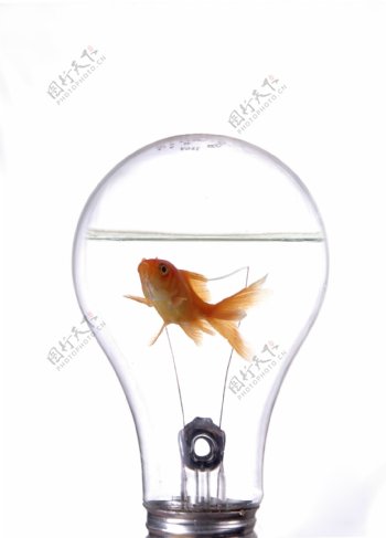 电灯泡里的金鱼高清图片素材