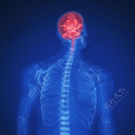 人体脑部X光透视图图片