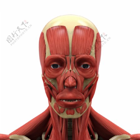 男性面部肌肉组织图片