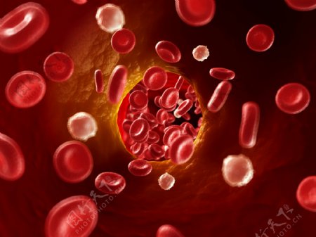 血球细胞图片