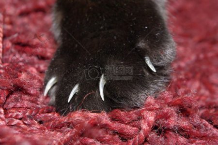 小猫的黑爪子