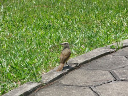 巴西草地上的鸟