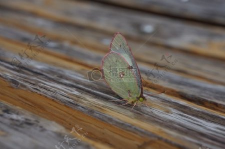 木板上的蝴蝶