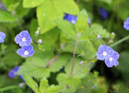 盛开的蓝色小花