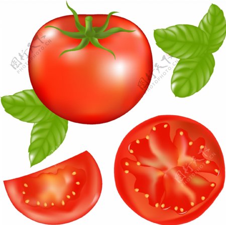 西红柿矢量
