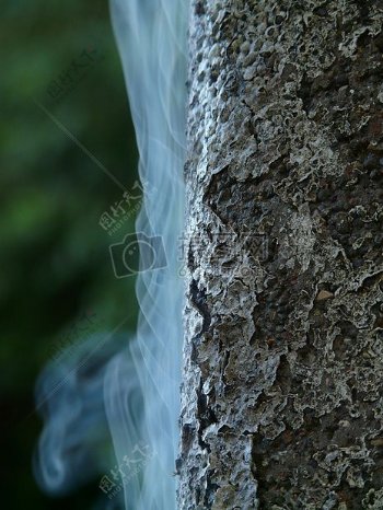 树干上的烟雾