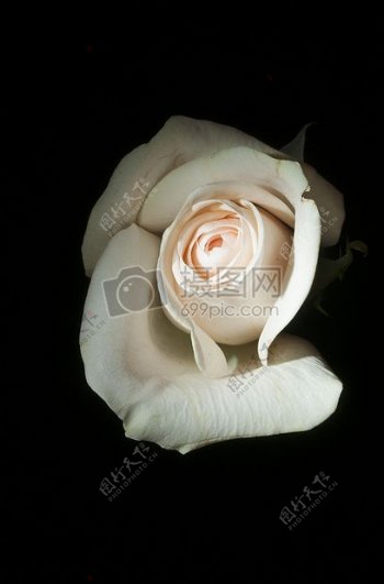 盛开的白色玫瑰花