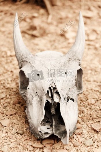 沙漠里的动物头骨
