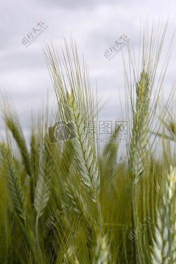 绿油油的小麦穗