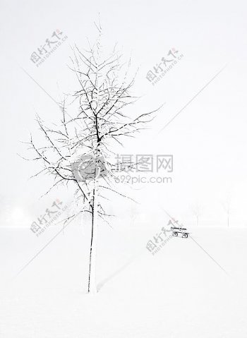 冬天里的一棵树