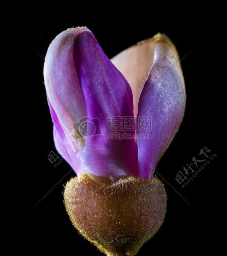 美丽的紫的花朵