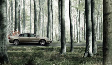 树林中的汽车图片