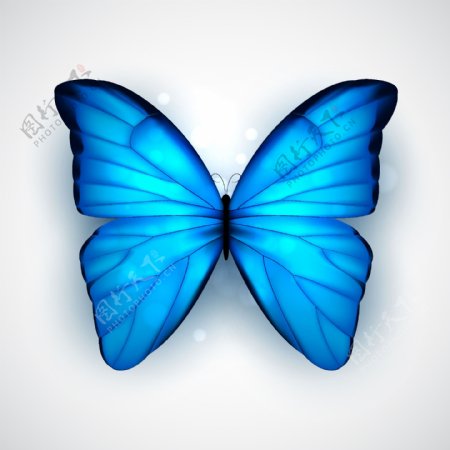 蓝色蝴蝶矢量