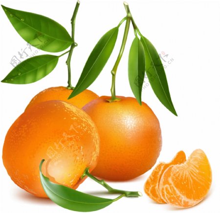 新鲜橘子设计