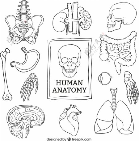 粗略的人体解剖学