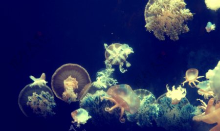 海底种类丰富的水母