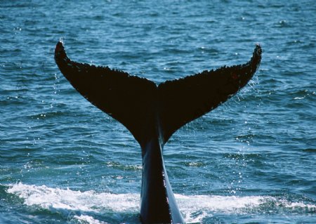 海洋中的鲸