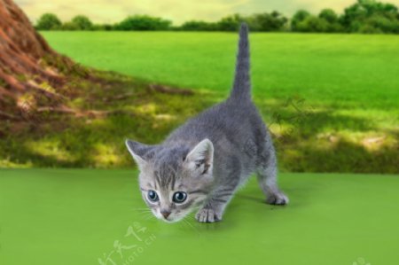 草地上好奇的小猫