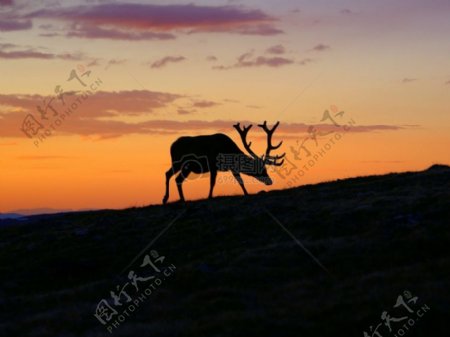 夕阳下的小鹿