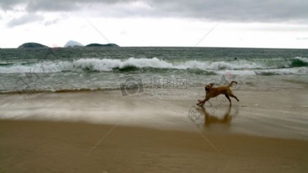 沙滩上的小狗