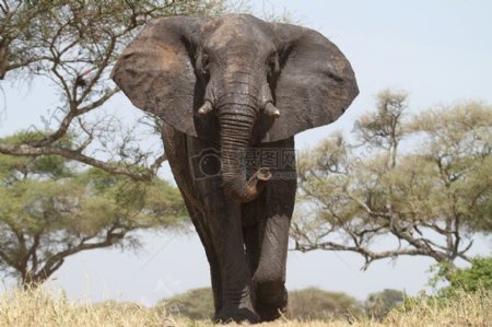 在坦桑尼亚的大象