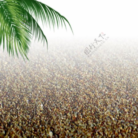 海滩椰子树淘宝主图背景