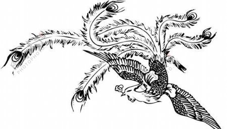 凤凰凤纹图案鸟类装饰图案矢量素材CDR格式0020