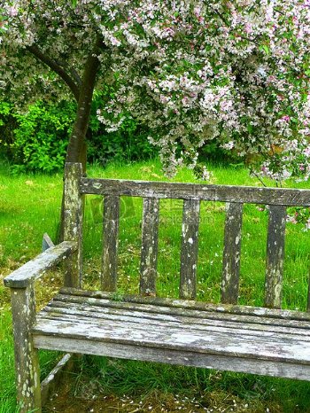 樱花下的长凳