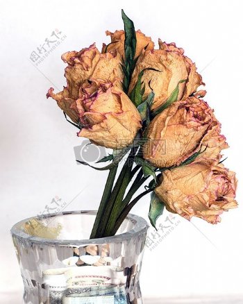花瓶里的玫瑰花