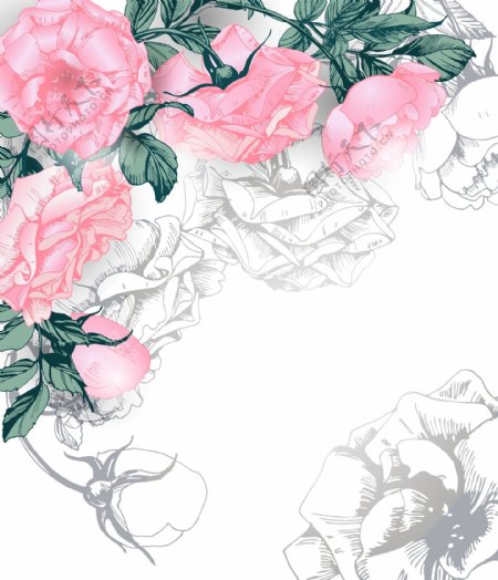 粉色月季玫瑰花朵矢量素材