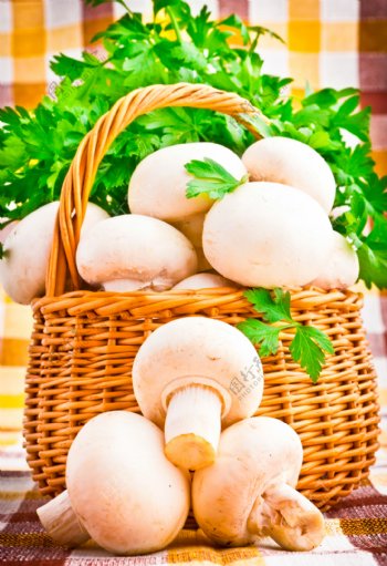 蘑菇与青菜背景