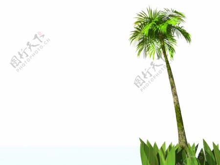 椰树背景