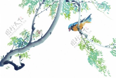 鸟水墨花小鸟在柳树上