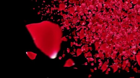 浪漫唯美玫瑰花瓣飞舞视频素材