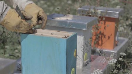 实拍养蜂人取出蜂盘视频素材