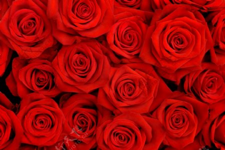 3D立体红色玫瑰背景墙