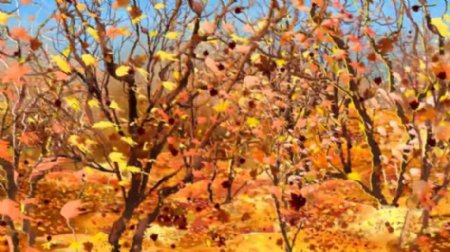 秋天树林树叶变换视频素材