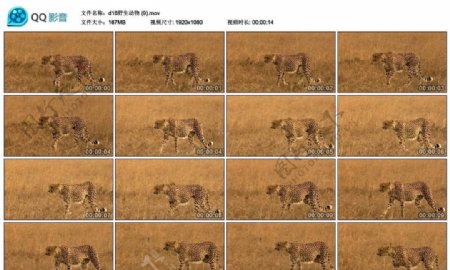 草原猎豹高清实拍视频素材