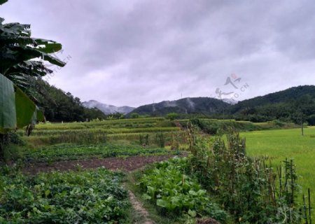 雨天的田野