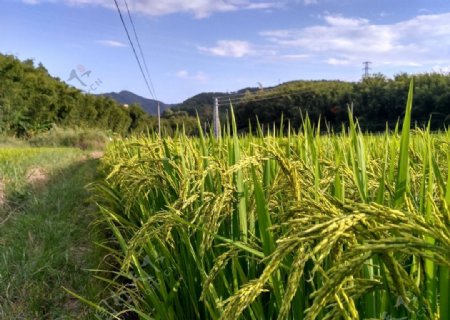 山川的水稻