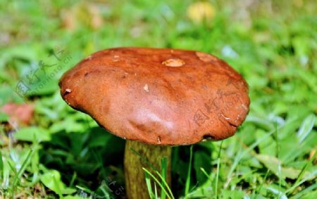 森林红蘑菇