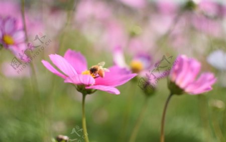 花和蜜蜂