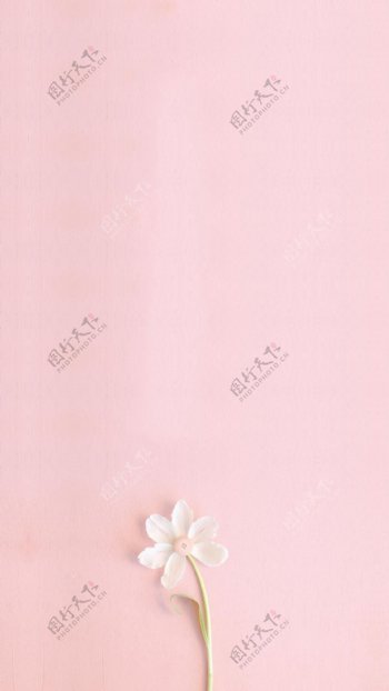 清新白色花朵粉底H5背景素材