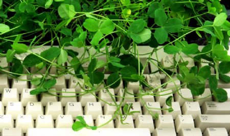 绿叶和键盘
