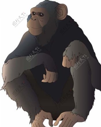 大猩猩