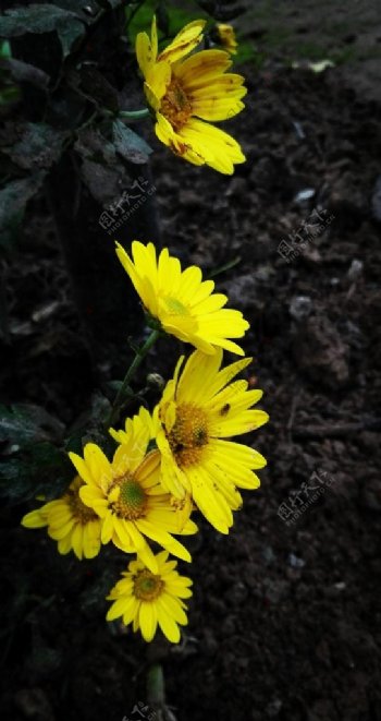 金黄色的菊花