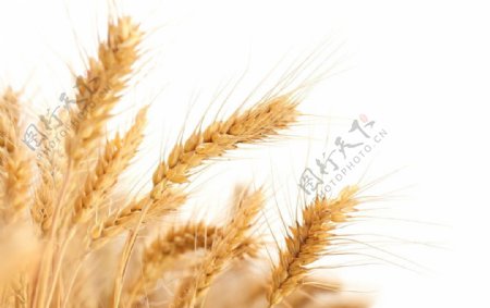成熟小麦白色背景